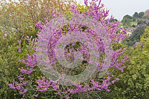 Eastern redbud tree Cercis canadensis blossoms