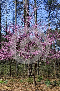 Eastern Redbud Tree in Full Spring Bloom