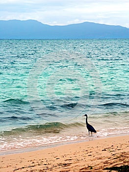 Eastern Reef Egret (Ardea sacra)