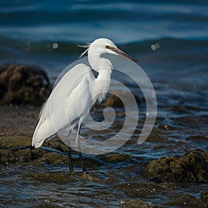 Eastern reef egret, coastal bird species amidst oceanic surroundings