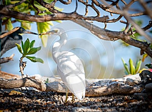 Eastern Reef Egrets sheltering from sun under tree branches