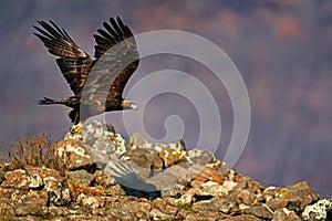 Eastern Rhodopes rock with eagle.       Flying bird of prey golden eagle with large wingspan, photo with snowflakes during winter