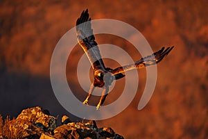 Eastern Rhodopes rock with eagle.       Flying bird of prey golden eagle with large wingspan, photo with snowflakes during winter