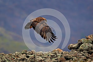 Eastern Rhodopes rock with eagle. Flying bird of prey golden eagle with large wingspan, photo with snowflakes during winter, stone