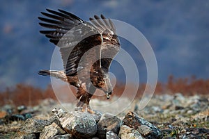 Eastern Rhodopes rock with eagle. Flying bird of prey golden eagle with large wingspan, photo with snowflakes during winter, stone