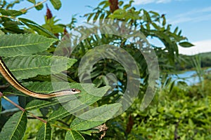 Eastern Ribbon Snake