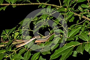 Eastern Ribbon Snake