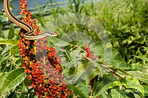 Eastern Ribbon Snake