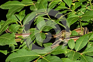 Eastern Ribbon Snake