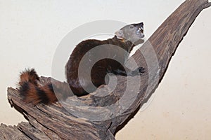Eastern ring-tailed vontsira