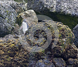 Eastern Rockhopper Penguin, Eudyptes filholi