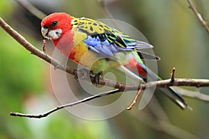 Eastern rosella