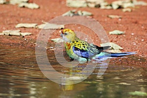 Eastern Rosella