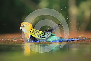 Eastern rosella