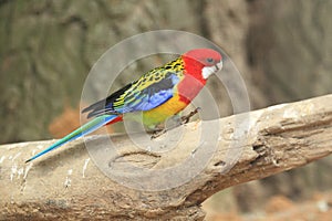 Eastern rosella