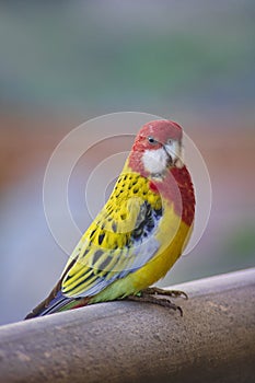 Eastern rosella also known as Platycercus eximius, an Australian native bird with colorful plumage, red head and white cheeks