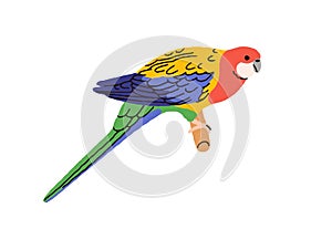 Eastern rosella, cute colorful parrot. Exotic tropical parakeet. Jungle bird sitting on perch. Funny rainbow-feathered