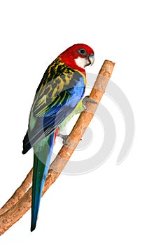 Eastern Rosella Parrot bird