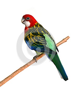 Eastern Rosella Parrot bird photo
