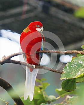 Eastern rosella parrot or parakeetis a rosella native to southeast of the Australian continent and to Tasmania