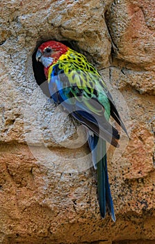 Eastern Rosella parrot wildlife colored bird