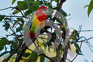 Eastern rosella - Platycercus eximius  is a rosella native to southeast of the Australian continent and to Tasmania, introduced to