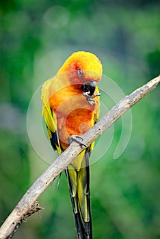 Eastern Rosella Rainbow Parrot on a branch eating.