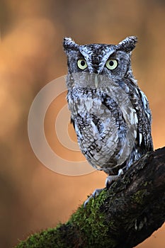 Eastern Screech Owl