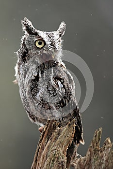 Eastern Screech Owl