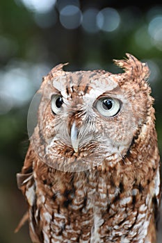 Eastern Screech Owl