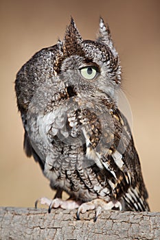 Eastern Screech Owl