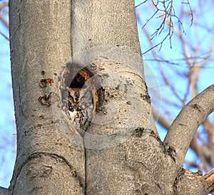 Eastern Screech Owl