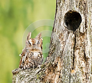 Eastern Screech Owl