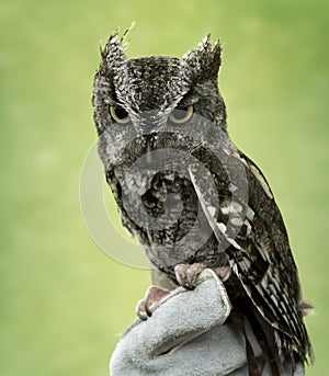 Eastern Screech Owl