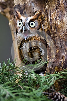 Eastern Screech-Owl