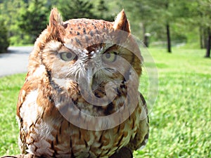 Eastern Screech Owl