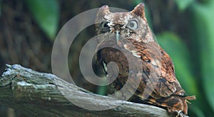 Eastern Screech Owl Angry