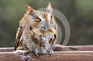 Eastern Screech Owl asleep on fence post, Georgia USA