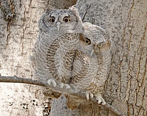 Eastern screech owl babies perched on a tree branch