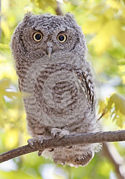Eastern screech owl baby perched on a tree branch with green background