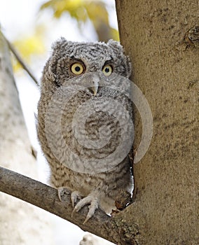 Eastern screech owl baby perched on a tree branch, Quebec