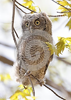 Eastern screech owl baby perched on a tree branch