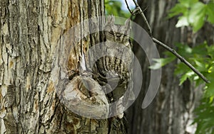 Eastern Screech Owl becomes one with the tree.