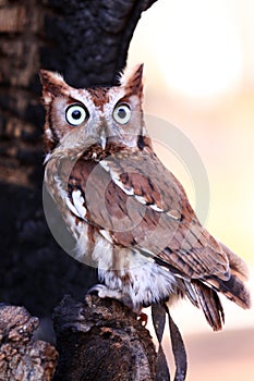 Eastern Screech Owl - Big Eyes