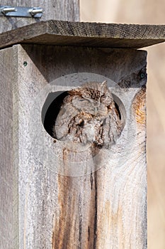 Eastern Screech Owl in Birdhouse, Toronto, Canada