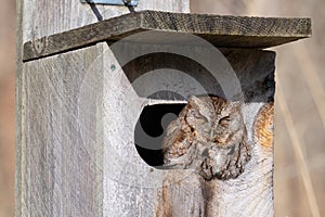 Eastern Screech Owl in Birdhouse, Toronto, Canada