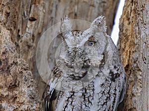 An Eastern screech owl with eyes open hunts from his nest in tree in Canada