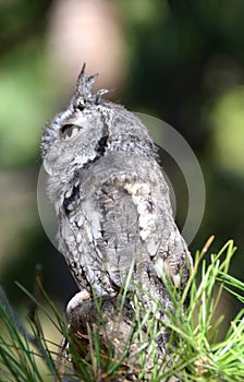 Eastern Screech Owl