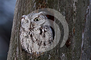 Eastern screech owl hunts from his nest in tree in Canada