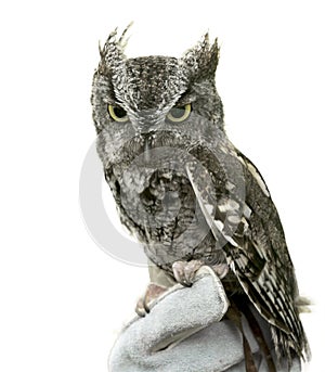 Eastern Screech Owl Isolated